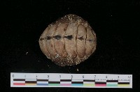 藏品(鬼石鱉)的圖片